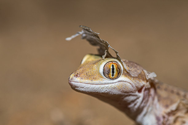 皮肤的工友! !图片下载