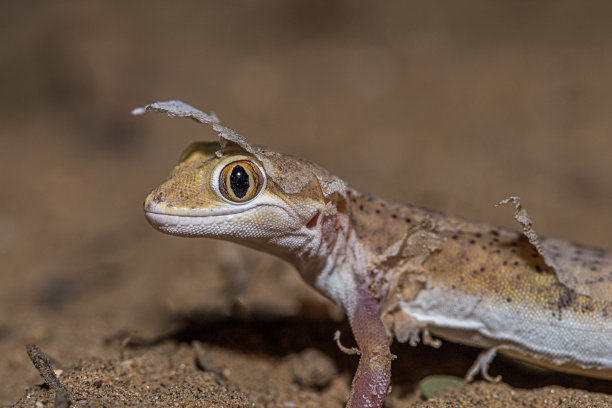 皮肤的工友! !图片下载