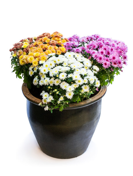 各色盛开的菊花在大陶罐上孤立白色图片下载