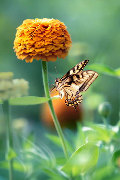 美丽的帝王蝶和橙色的花。春天夏天的形象。图片下载