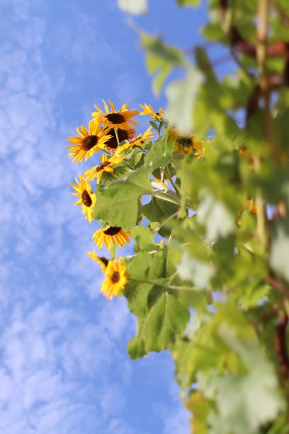 向日葵图片下载