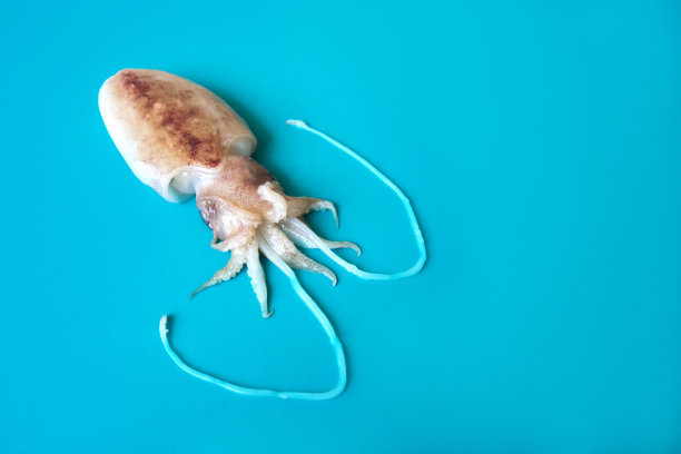 蓝色背景上的生鱼片或小墨鱼图片下载