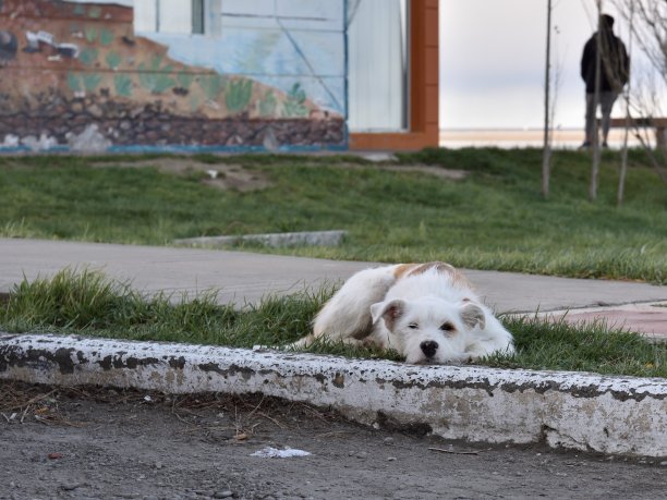 野狗在草地上休息图片下载
