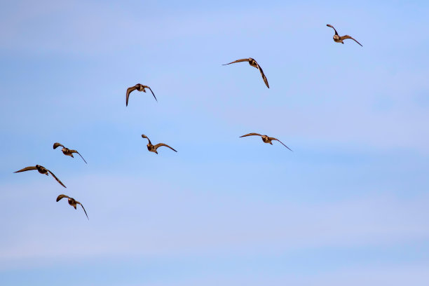 可爱的水鸟在飞翔。抽象的自然鸟类照片。天空背景。图片下载
