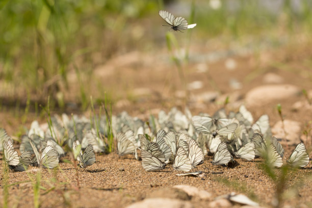 大萤光蝴蝶。难点crataegi。湿土上的一群蝴蝶图片下载