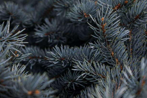 一些松树树枝的背景图片下载