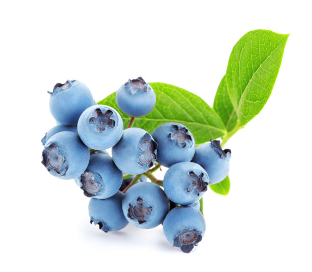 一些蓝莓图片下载