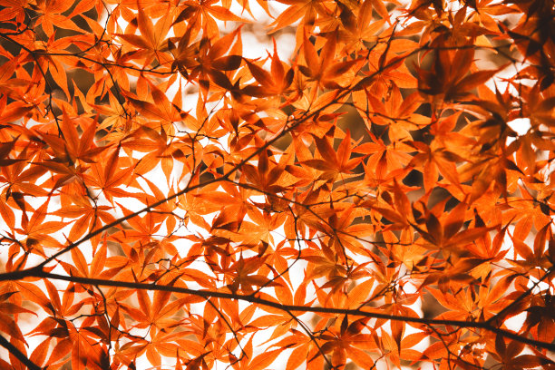 秋天树叶颜色图片下载