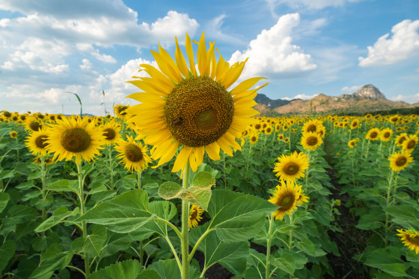 向日葵盛开的田野，泰国华富里。图片下载