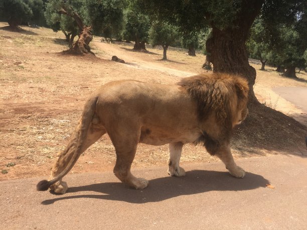 狮子王图片下载