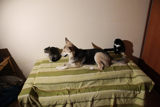 看到一只可爱的杂种狗在追着一只条纹小猫。室内图片下载