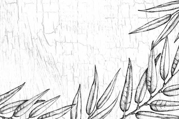 草地，树叶，树枝，在一个编织的裂缝背景。手工插图与植物纹理与划痕和笔触。用于模板、背景、婚礼、横幅的设计。图片下载