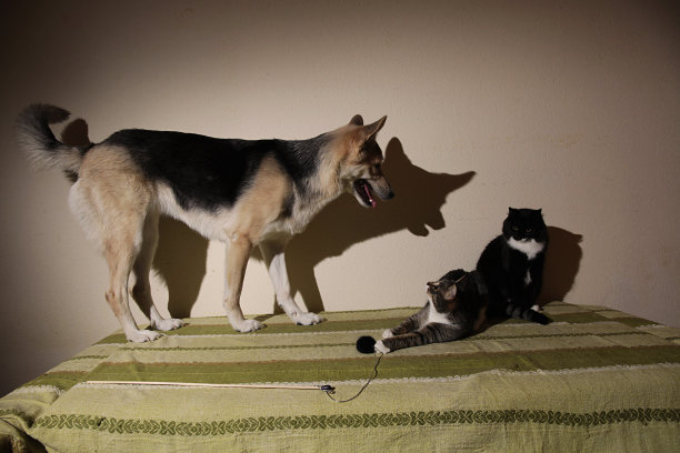 看到一只可爱的杂种狗在追着一只条纹小猫。室内图片下载