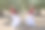 两个女孩以对称的姿势练习弗拉门戈，裙子在空中飞舞，在橄榄树丛中抬头仰望图片下载