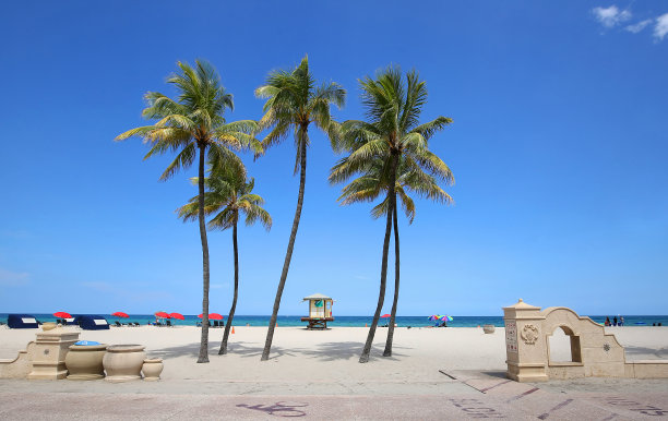 好莱坞海滩上高大的椰子树图片下载