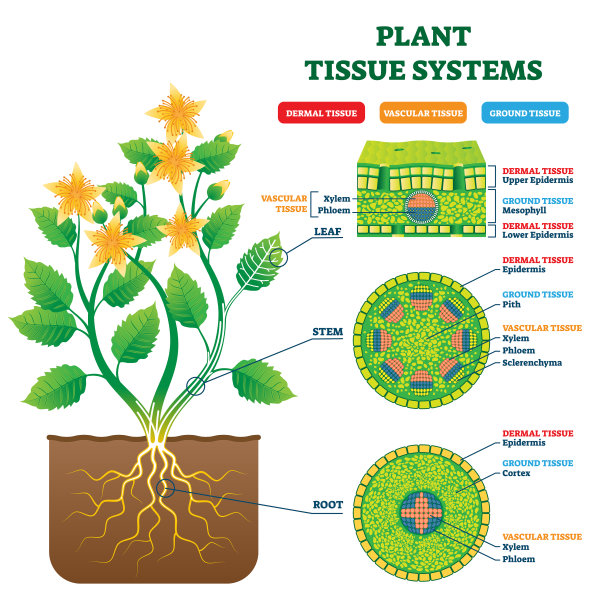 植物组织系统载体插图。标记生物结构方案。图片下载