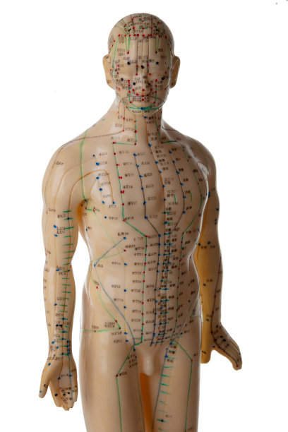 针灸模型图片下载