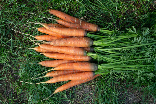在花圃旁边的草地上放了一堆新鲜的胡萝卜，可以俯瞰图片下载
