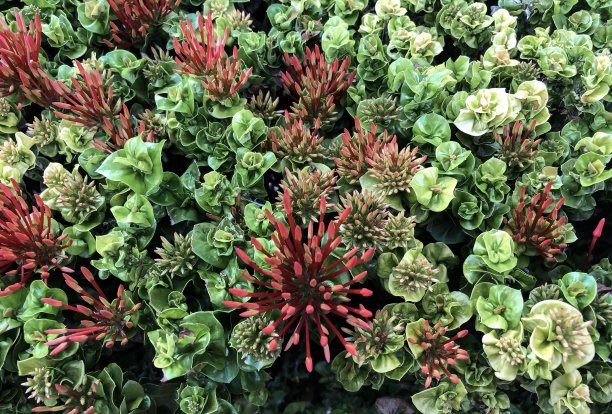 花在花园图片下载