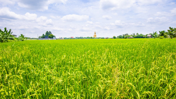 稻田稻田，阳光明媚的一天，蓝天与钉子图片下载