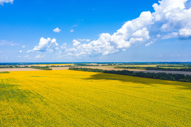 蓝天下的向日葵和白云。精彩的无人机生态概念照片图片下载
