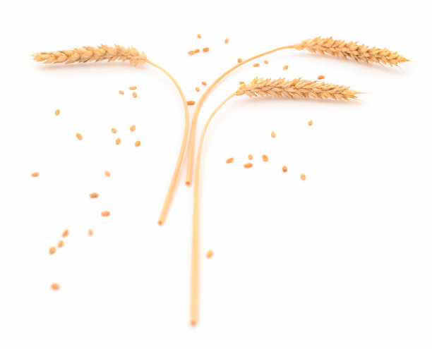 一串成熟的麦穗。图片下载