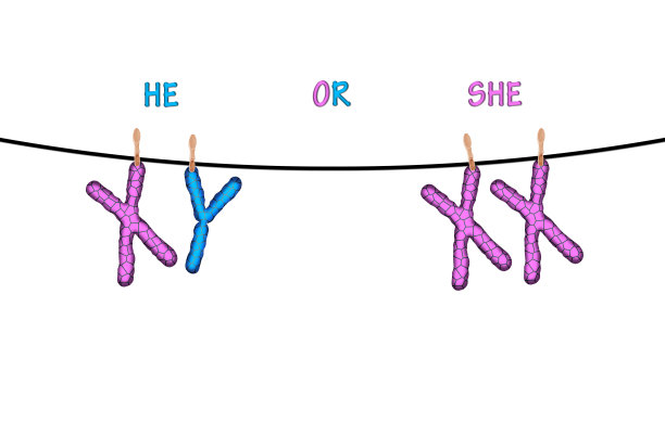 X和Y染色体的幽默性决定图片下载