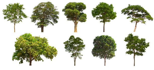 孤立的树集位于白色背景上。在白色背景上收集孤立的树图片下载