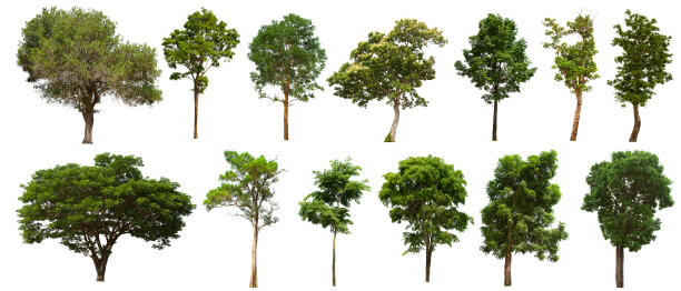 孤立的树集位于白色背景上。在白色背景上收集孤立的树图片下载