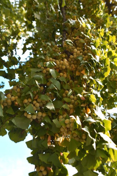 银杏的果实图片下载