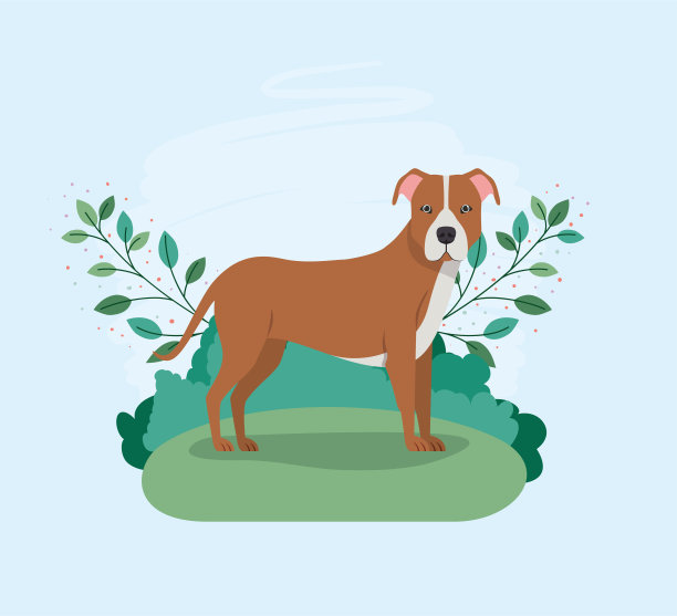 可爱的斗牛犬在营地的宠物角色图片下载