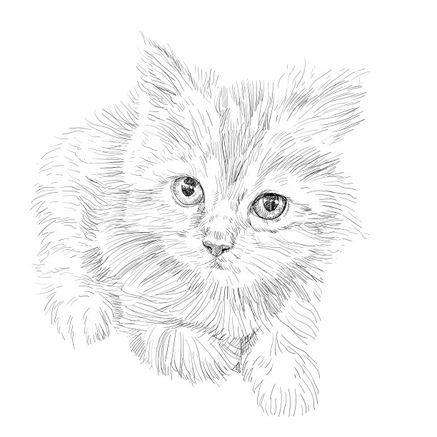 可爱的猫躺在白色的背景。图片下载