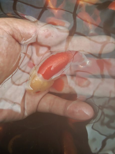 兰楚型金鱼在你的手掌图片下载