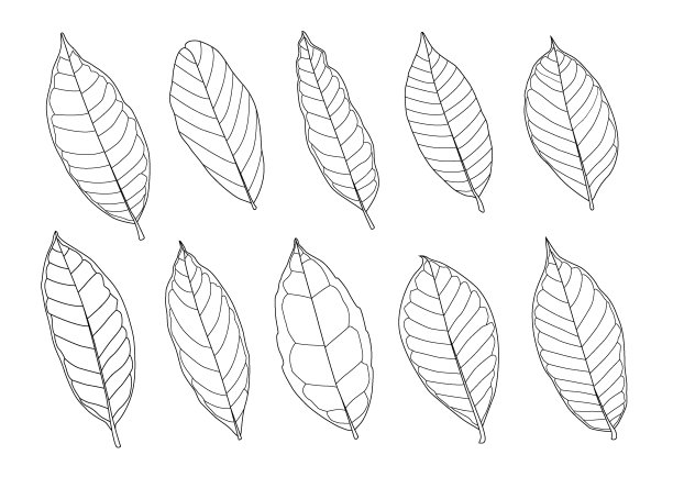 叶线单叶和叶图案黑色带彩色装饰在白色背景上的插图矢量图片下载