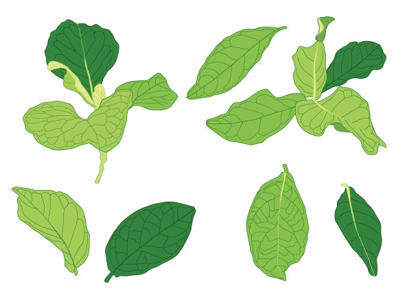 绿叶鲜抽象孤立在白色背景插图向量图片下载