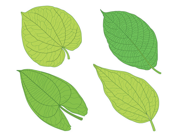 绿叶鲜抽象孤立在白色背景插图向量图片下载