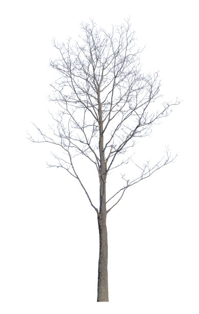 冬天的高树，光秃秃的树枝图片下载