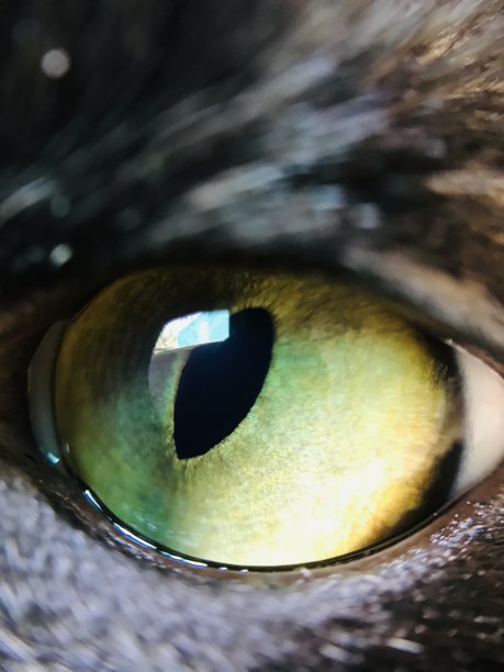 我的猫图片下载