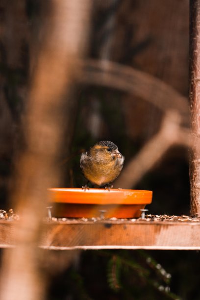 奥地利因斯布鲁克一家动物园拍摄的令人惊叹的鸟类图片图片下载