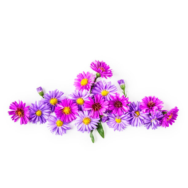 紫苑菊花框旗帜图片下载