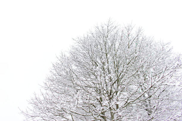 有雪的大树图片下载