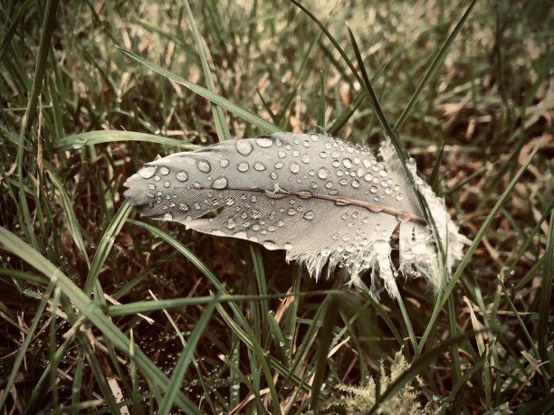 小雨打在羽毛图片下载