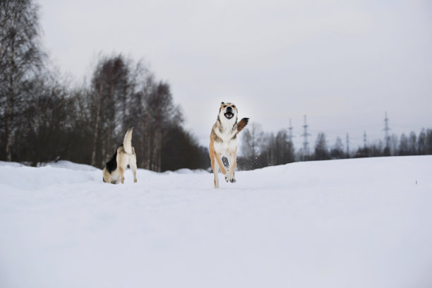 多雪的冬天里可爱的杂种狗。狗在雪地里奔跑和玩耍图片下载