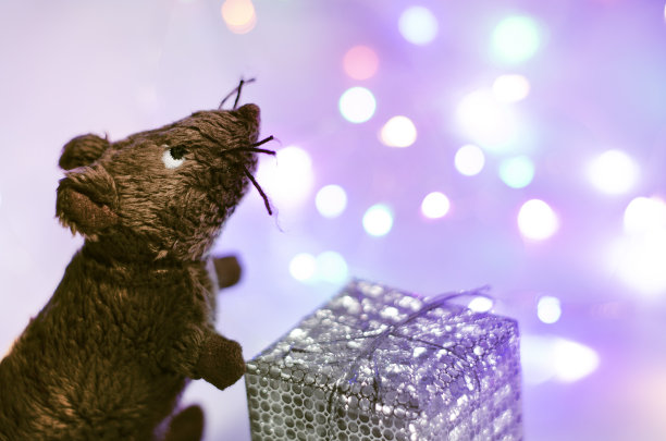 玩具老鼠有一个礼物。新2020年。图片下载