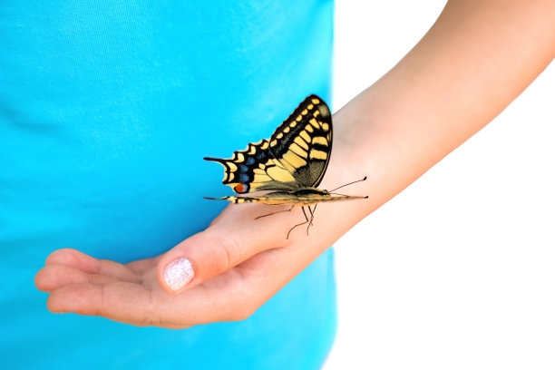 彩色蝴蝶/飞蛾在孩子的手上孤立在白色背景图片下载