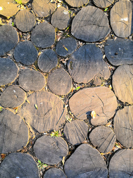 木制背景。宏观木材横截面。圆形切片的树木与年轮和裂缝的特写。图片下载