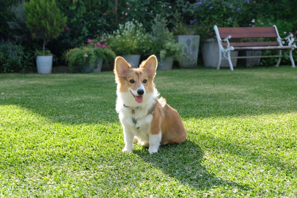 快乐的小狗图片下载