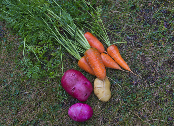 夏天家里收割蔬菜图片下载