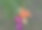 夏天家里收割蔬菜图片下载