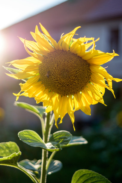 背光下的黄色向日葵。图片下载